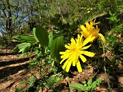 Monte Barro ad anello ‘fiorito’ da Galbiate-17apr23 - FOTOGALLERY